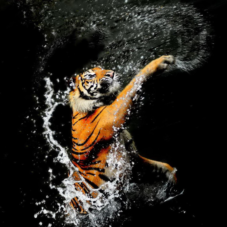 Chú hổ ở vườn thú Ragunan ở Indonesia. (Nguồn: REX)