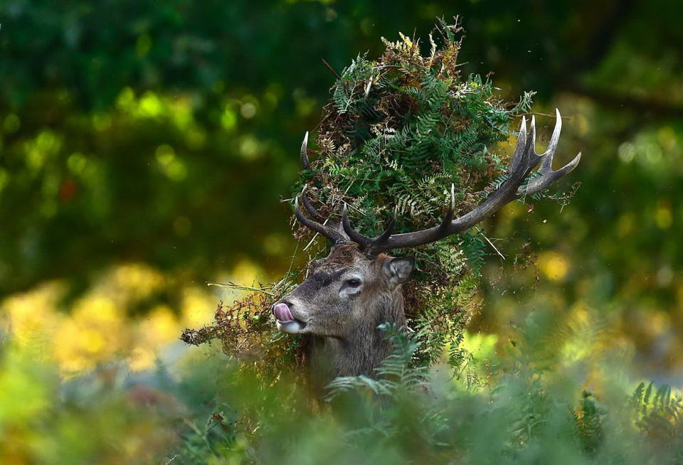Một con hươu đi qua bụi cây và vô tình tạo ra một "chiếc mũ" ấn tượng ở Anh. (Nguồn: Reuters)