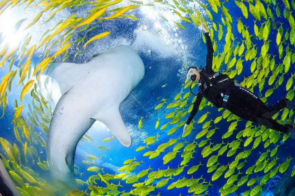 Một thí sinh tham dự cuộc thi Hoa hậu Trung Quốc chơi đùa cùng cá mập. (Nguồn: Getty Images)