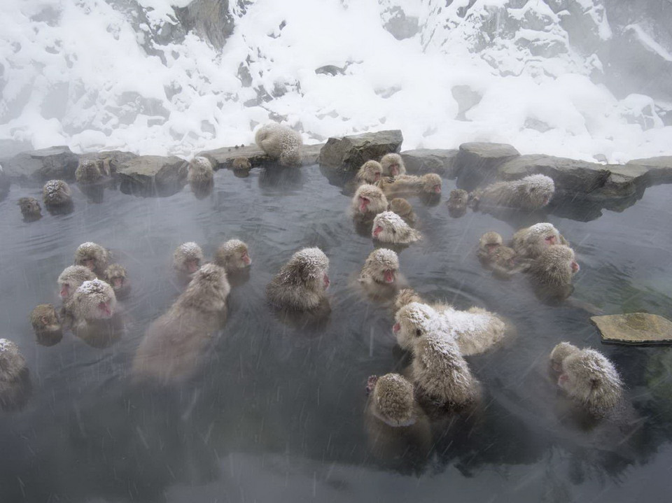 Đàn khỉ tắm nước nóng ở Nhật Bản. (Nguồn: Getty Images)