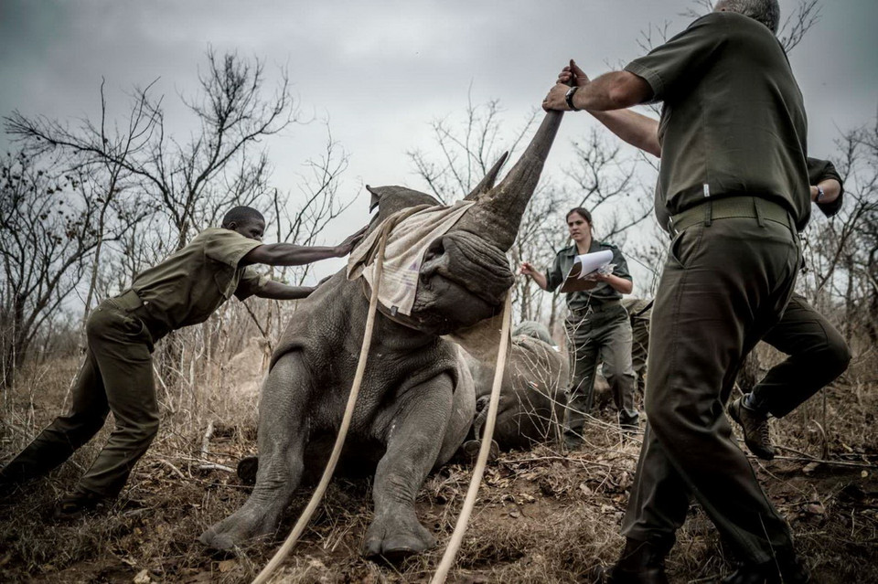 Các nhân viên của vườn quốc gia Kruger (Nam Phi) chăm sóc cho chú tê giác . (Nguồn: Getty Images)