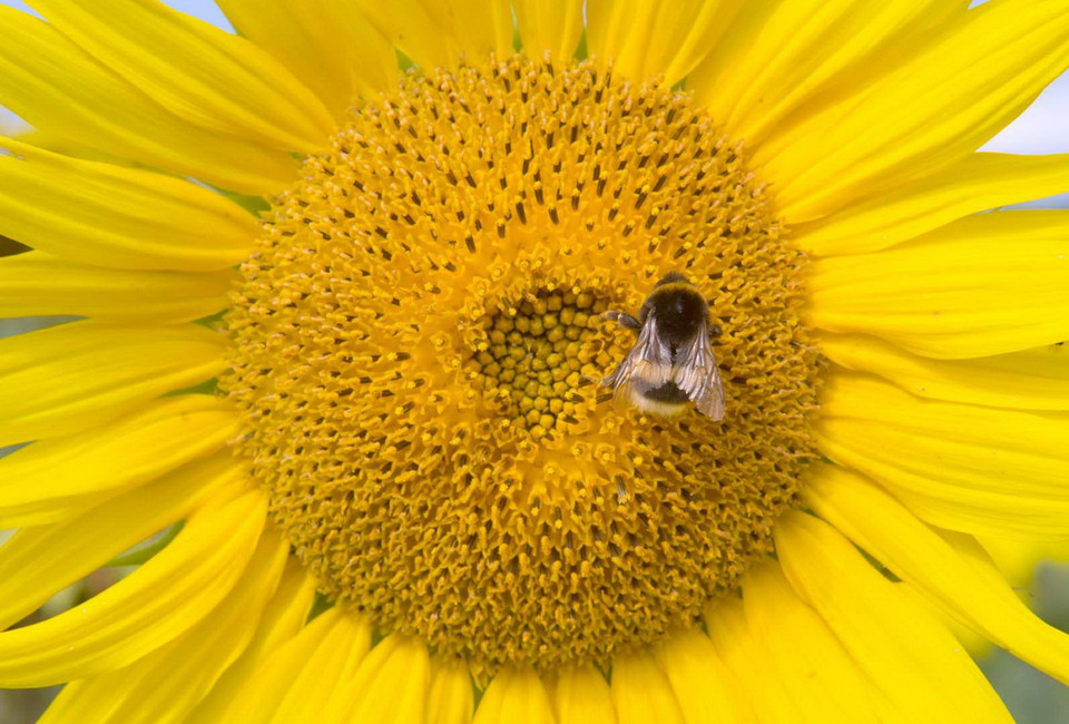 Con ong đậu trên hoa hướng dương ở Đức. (Nguồn: Getty Images)