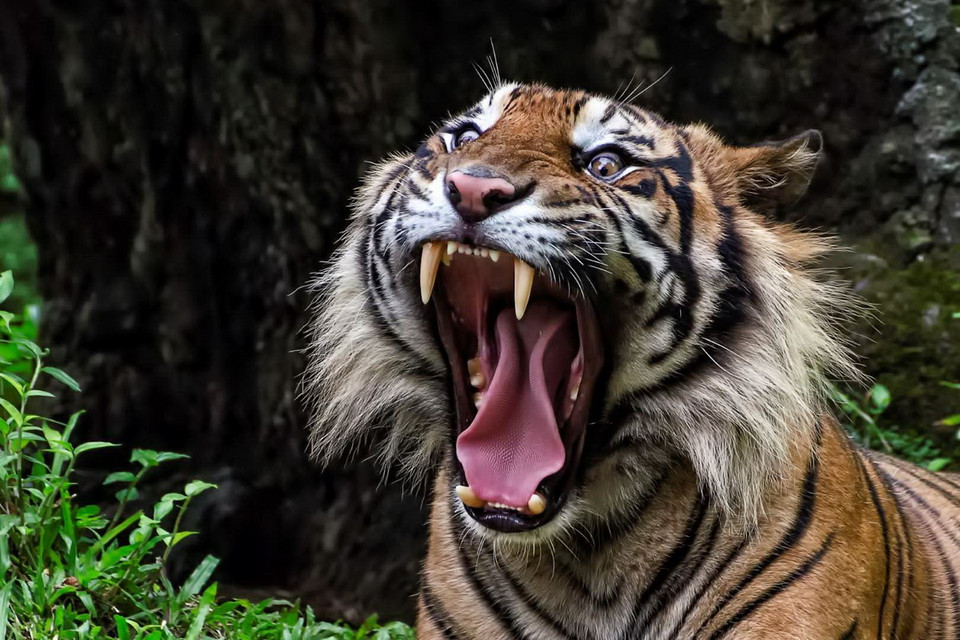 Một tác phẩm tham gia cuộc thi chụp ảnh quốc tế của Sony. (Nguồn: Sony World Photography Awards)