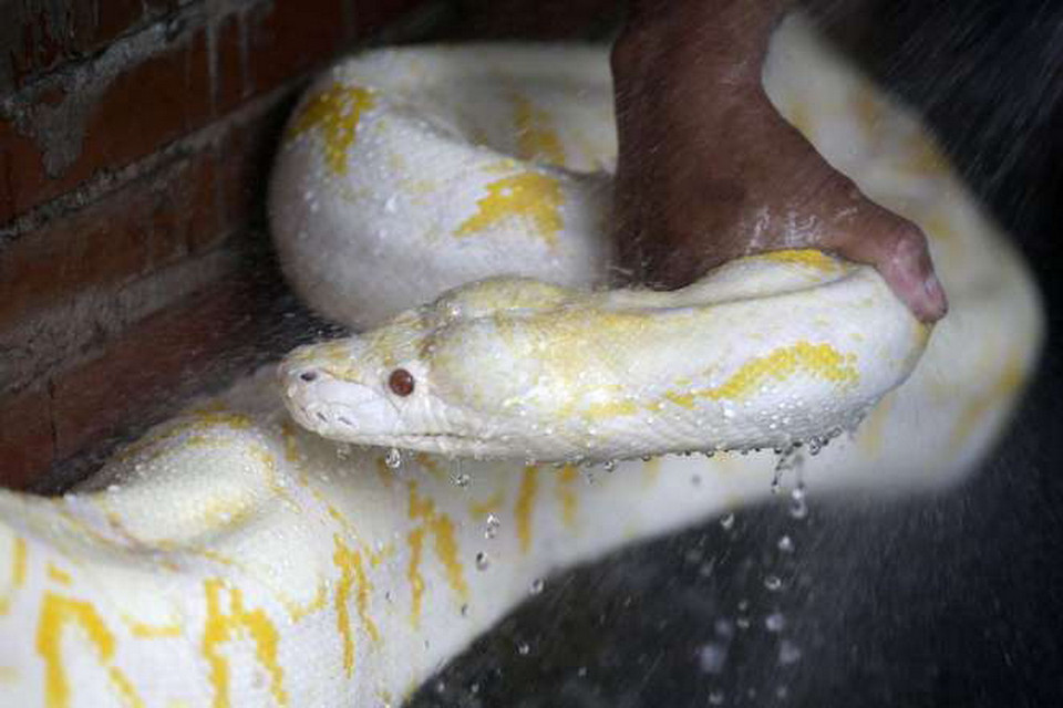 Một con trăn bạch tạng ở Philippines. (Nguồn: AP)