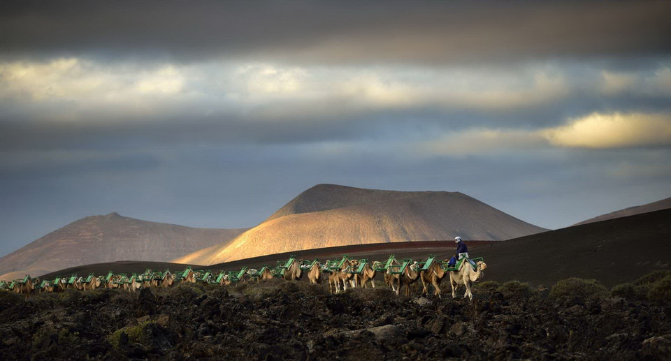 Đàn lạc đà đi trong buổi bình minh ở Tây Ban Nha. (Nguồn: REX)