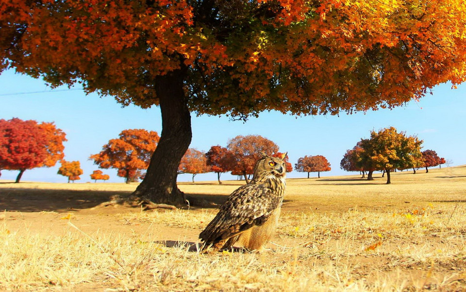 Con cú đứng dưới một gốc cây lớn ở Mông Cổ. (Nguồn: Getty Images)