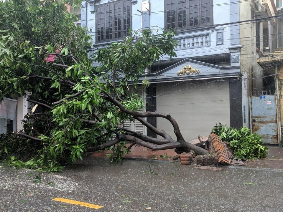 Cây xanh bật gốc trên phố Quán Thánh, thành phố Hải Dương, tỉnh Hải Dương. (Ảnh: Mạnh Minh/TTXVN)