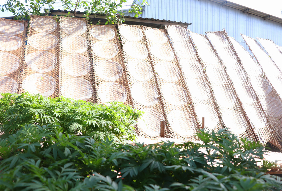 Những vỉ bánh tráng phơi dưới nắng. (Ảnh: Thu Hiền/TTXVN)