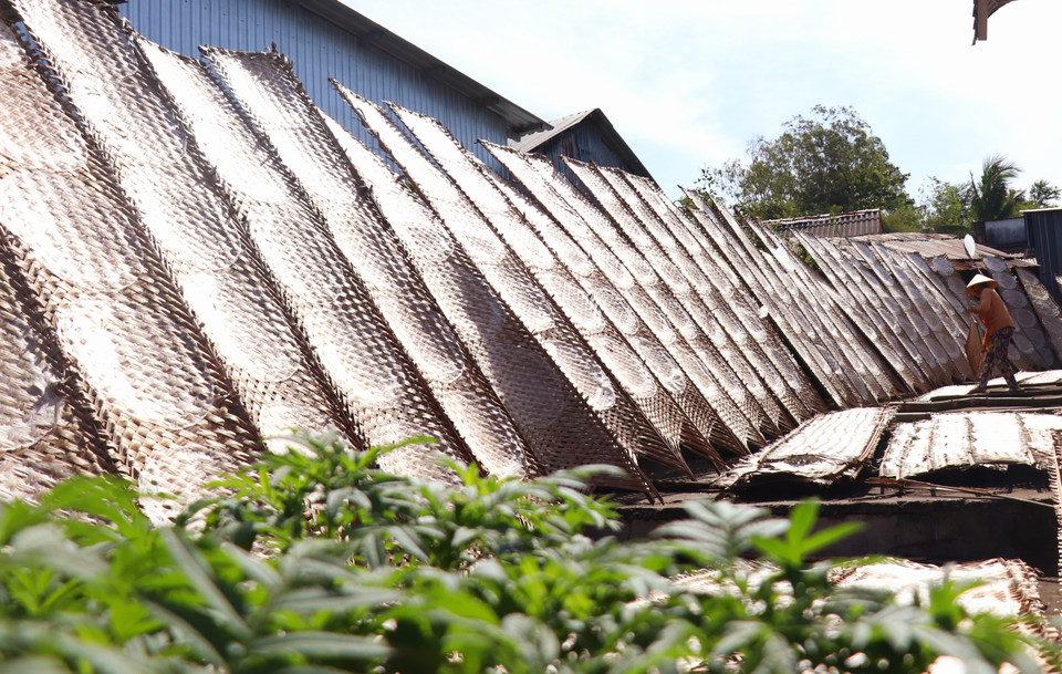 Những vỉ bánh tráng phơi dưới nắng đẹp như một bức tranh. (Ảnh: Thu Hiền/TTXVN)