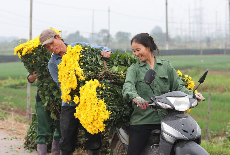 Những vườn hoa đang được thu hoạch sớm phục vụ người tiêu dùng. (Ảnh: Thành Đạt/TTXVN)