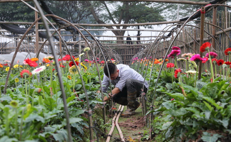 Hoa đồng tiền được "bảo vệ" trong nhà lưới để phục vụ cho trị trường hoa Tết Canh Tý. (Ảnh: Thành Đạt/TTXVN)