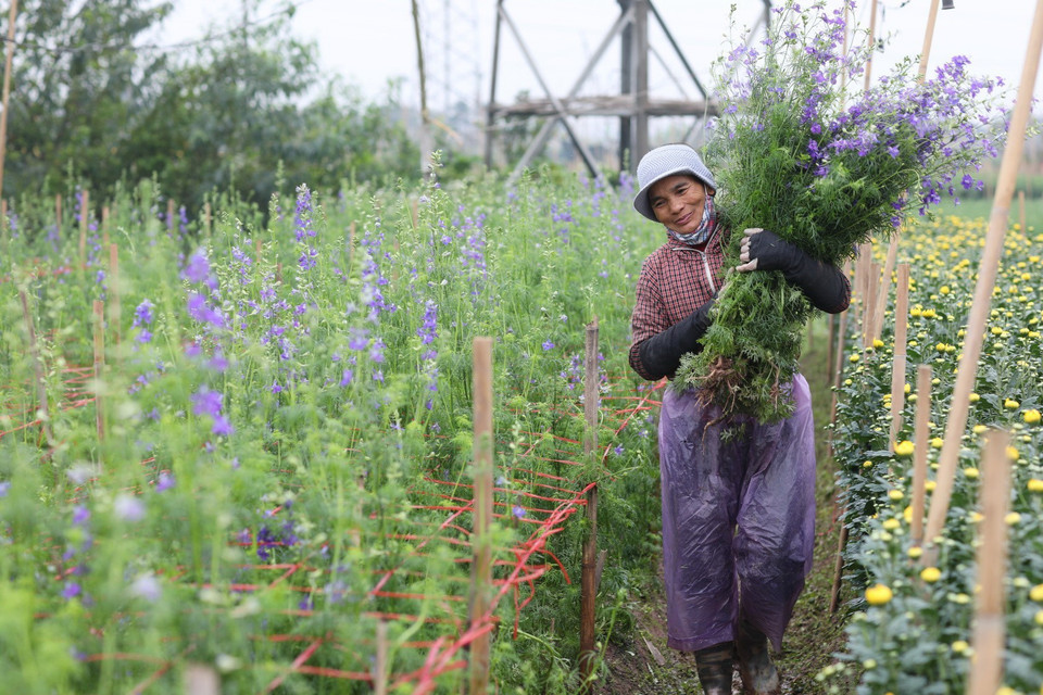 Những vườn hoa hồng, cúc, ly... đang được thu hoạch phục vụ người tiêu dùng. (Ảnh: Thành Đạt/TTXVN)