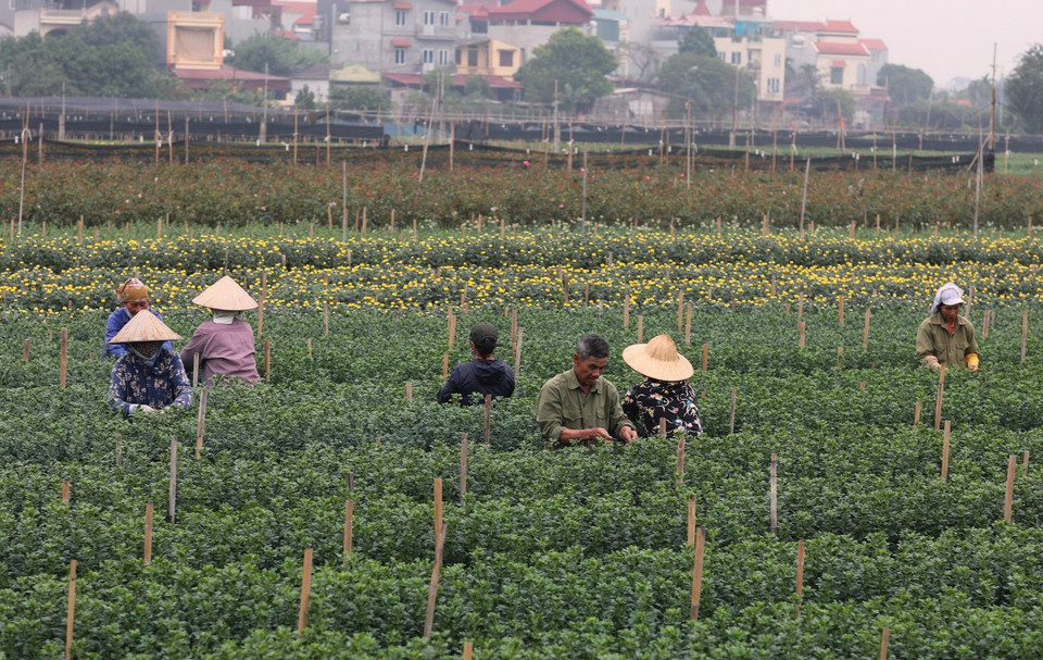 Nông dân làng hoa Tây Tựu chăm sóc kỹ thuât các loại hoa chuẩn bị thu hoạch cho dịp Tết. (Ảnh: Thành Đạt/TTXVN)