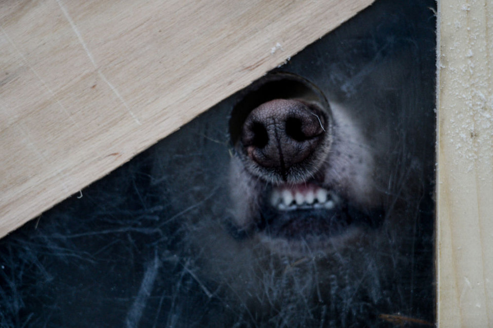 Người đua điều khiển những chú chó bằng giọng nói, mọi hành động bạo hành như đánh đập đều không được phép. (Nguồn: Sputniknews)