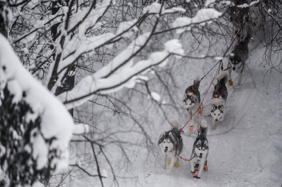 Một đội đua khác. (Nguồn: Sputniknews)