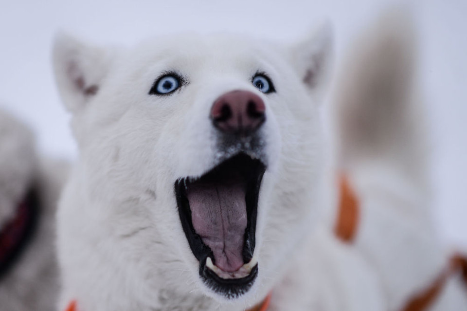 Đã có hơn 1.000 chú chó kéo xe tham gia cuộc thi. (Nguồn: SputniknewS)