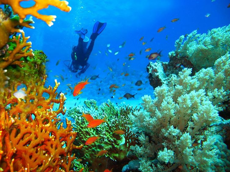 Vườn địa đàng dưới lòng biển, nằm về phía bắc Biển Đỏ, với vô vàn sinh vật biển, rặng san hô tuyệt đẹp. (Nguồn: flickr / getzy777)