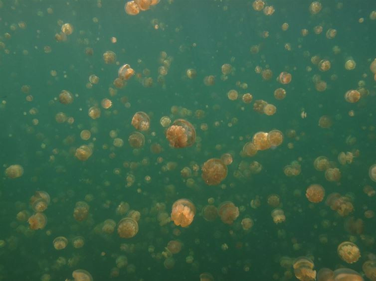 Jellyfish Lake là một hồ sứa nằm trên đảo Eil Malk (Palau). Buổi sáng là thời điểm thích hợp nhất để khám phá hồ, vào lúc này những con sứa bắt đầu di chuyển lên mặt hồ tạo nên cảnh tượng vô cùng thú vị. Loài sứa tại đây rất hiền, bởi vậy bạn có thể thỏa sức bơi lặn mà không lo bị sứa chích. (Nguồn: flickr/John Mason)