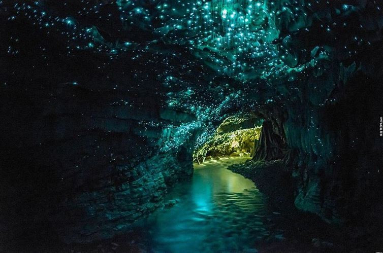 Hệ thống hang động Waitomo Glowworm hấp dẫn du khách nhờ số lượng lớn đom đóm sống tại đây. Những con đom đóm có tên khoa học Arachnocampa luminosa khi phát quang sẽ tạo ra ánh sáng màu xanh lá cây pha lẫn xanh dương đặc biệt, chỉ có ở New Zealand. (Nguồn: flickr/SGI )