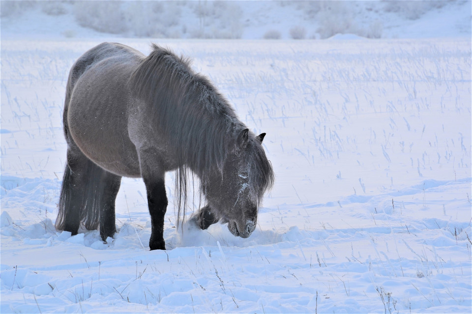 Giống ngựa nhỏ độc đáo Yakut, có thể thích nghi với thời tiết khắc nghiệt nơi đây. (Ảnh: Duy Trinh/TTXVN)