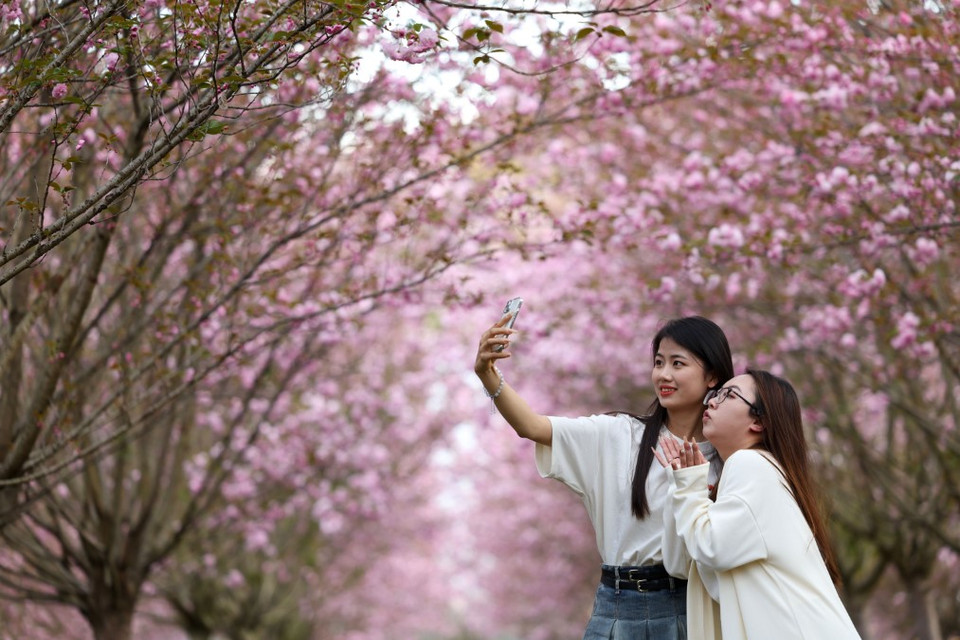 Du khách lưu giữ hình ảnh hoa xuân ở Tất Tiết, tỉnh Quý Châu (Trung Quốc). (Ảnh: THX/TTXVN)