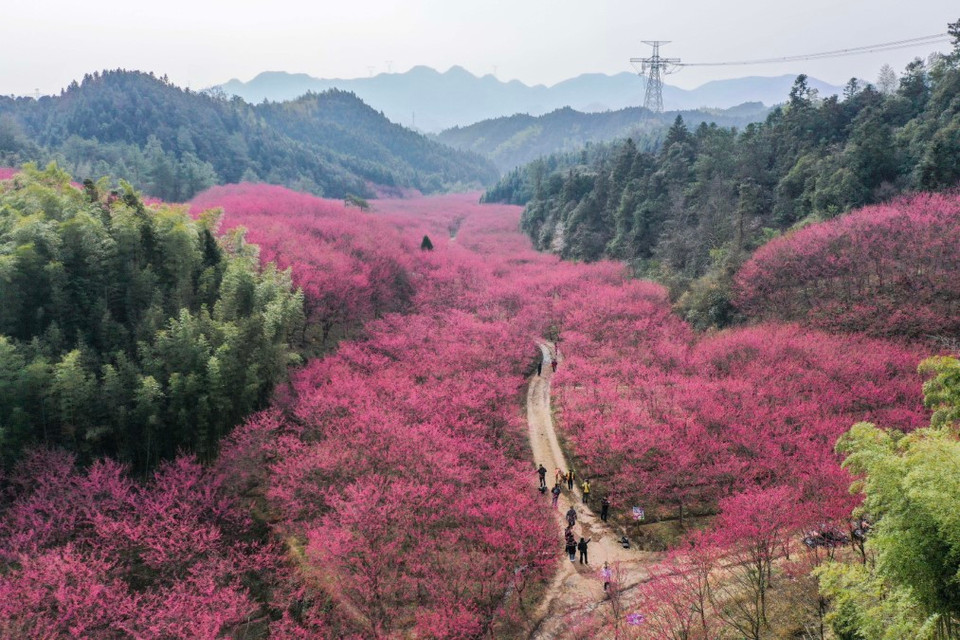 Hoa anh đào nở rộ ở Hàng Châu, tỉnh Chiết Giang (Trung Quốc). (Ảnh: THX/TTXVN)