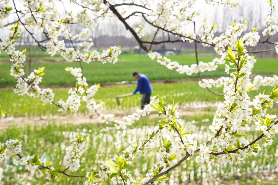 Sau Tết là mùa du lịch cao điểm ở Trung Quốc khi "trăm hoa đua nở," thu hút đông đảo du khách tới chiêm ngưỡng. Không chỉ có hoa đào, các tỉnh thành chan hòa màu sắc của nhiều loại hoa khác nhau. Ảnh: Hoa xuân nở trên cánh đồng ở thành phố Truy Bác, tỉnh Sơn Đông. (Ảnh: THX/TTXVN)