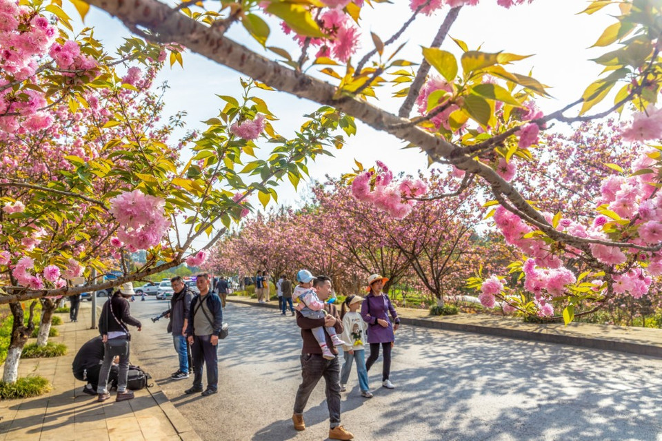 Du khách ngắm hoa anh đào ở Trùng Khánh (Trung Quốc). (Ảnh: THX/TTXVN)