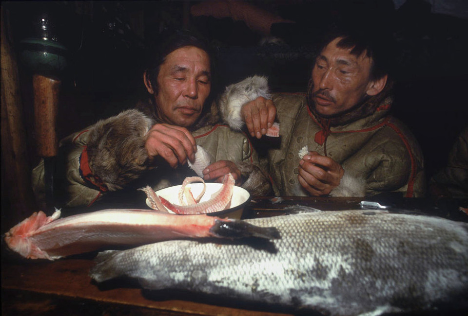 Những người nuôi tuần lộc đang ăn cá stroganina ở thành phố Dudinka. (Nguồn: Sputniknews)