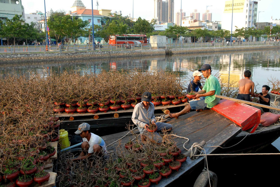 Hoa Tết từ các tỉnh Miền Tây được chuyển lên chợ hoa Tết Bến Bình Đông (Quận 8, TP Hồ Chí Minh). (Ảnh: Mạnh Linh/TTXVN) 