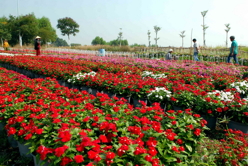 Các nhà vườn trồng hoa tại Quận 12 đang tất bật chăm sóc, cắt tỉa, cung ứng ra thị trường. (Ảnh: Mạnh Linh/TTXVN) 