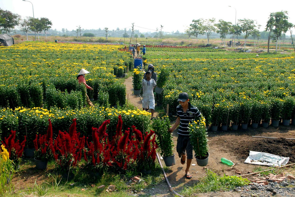 Các nhà vườn trồng hoa tại Quận 12 đang tất bật chăm sóc, cắt tỉa, cung ứng ra thị trường. (Ảnh: Mạnh Linh/TTXVN) 