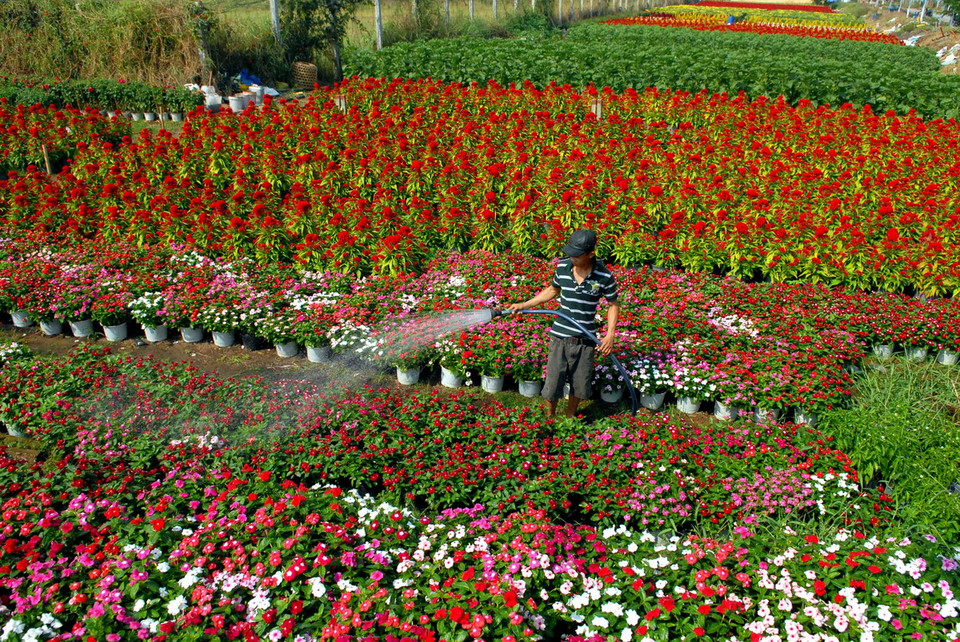 Các nhà vườn trồng hoa tại Quận 12 đang tất bật chăm sóc, cắt tỉa, cung ứng ra thị trường. (Ảnh: Mạnh Linh/TTXVN) 