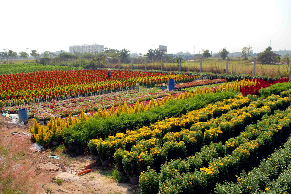 Các nhà vườn trồng hoa tại Quận 12 đang tất bật chăm sóc, cắt tỉa, cung ứng ra thị trường. (Ảnh: Mạnh Linh/TTXVN) 