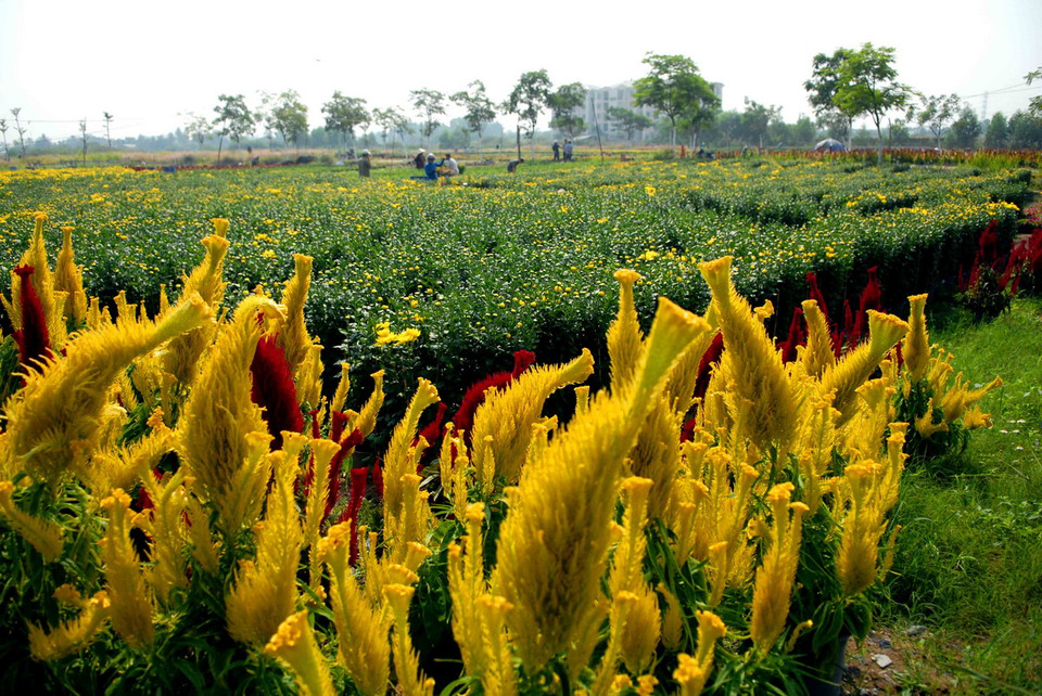 Các nhà vườn trồng hoa tại Quận 12 đang tất bật chăm sóc, cắt tỉa, cung ứng ra thị trường. (Ảnh: Mạnh Linh/TTXVN) 