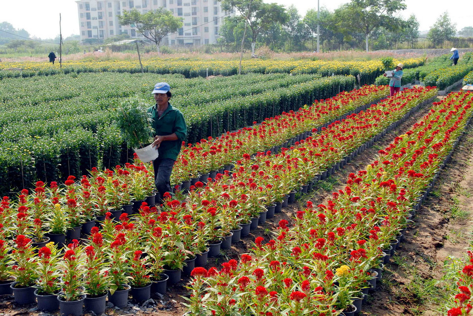 Các nhà vườn trồng hoa tại Quận 12 đang tất bật chăm sóc, cắt tỉa, cung ứng ra thị trường. (Ảnh: Mạnh Linh/TTXVN) 