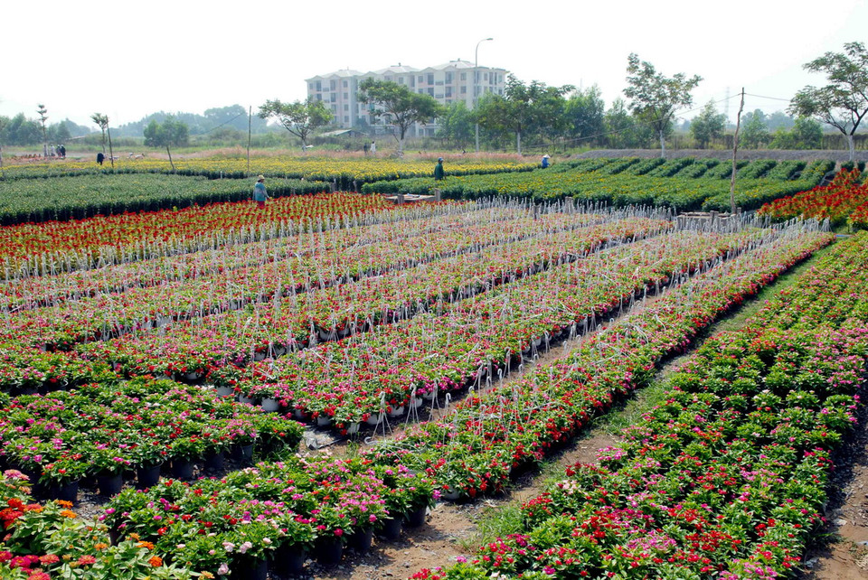 Các nhà vườn trồng hoa tại Quận 12 đang tất bật chăm sóc, cắt tỉa, cung ứng ra thị trường. (Ảnh: Mạnh Linh/TTXVN) 