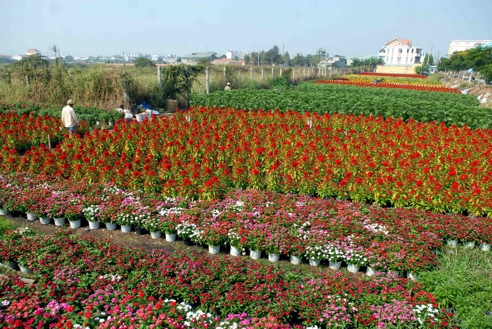 Các nhà vườn trồng hoa tại Quận 12 đang tất bật chăm sóc, cắt tỉa, cung ứng ra thị trường. (Ảnh: Mạnh Linh/TTXVN) 