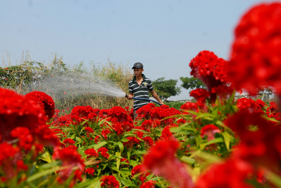 Các nhà vườn trồng hoa tại Quận 12 đang tất bật chăm sóc, cắt tỉa, cung ứng ra thị trường. (Ảnh: Mạnh Linh/TTXVN) 
