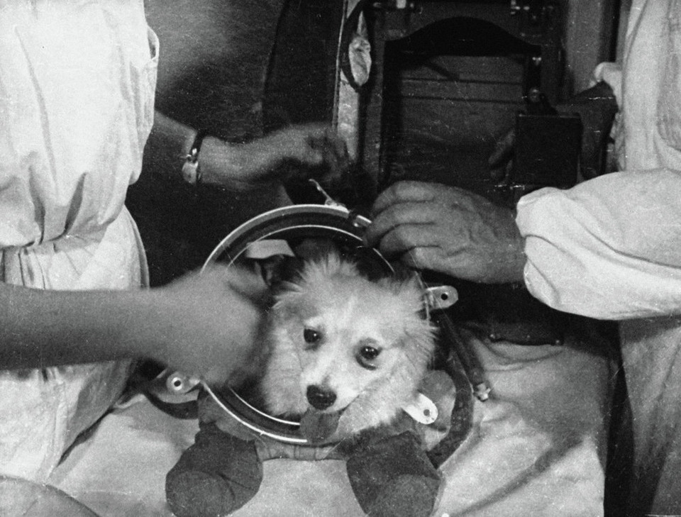 Viện Nghiên cứu Liên Xô chuẩn bị cho chú chó Belyanka để thực hiện chuyến bay thử nghiệm vào không trung. (Nguồn: Sputniknews)