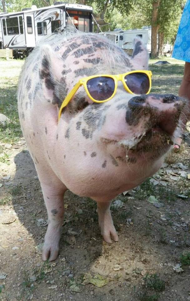 Ziggy được nhận nuôi vào năm 2010 khi vẫn còn nhỏ. (Nguồn: CCTVNews)