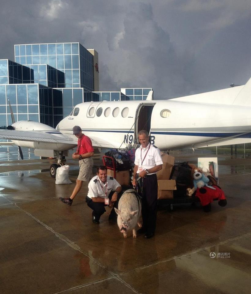 Cặp vợ chồng này còn thôi việc và đưa Ziggy đi du lịch vòng quanh nước Mỹ. Để chuẩn bị cho chuyến đi, họ đã dành ra 7.719 USD để thuê chuyên cơ riêng dành cho chú lợn. (nguồn: CCTVNews)
