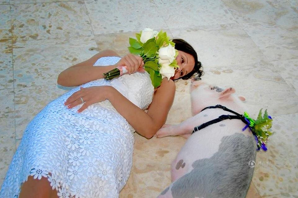 Một cặp vợ chồng ở Mỹ đang nuôi một chú lợn cưng có tên Ziggy mặc dù nó đã nặng 113kg. (nguồn: CCTVNews)