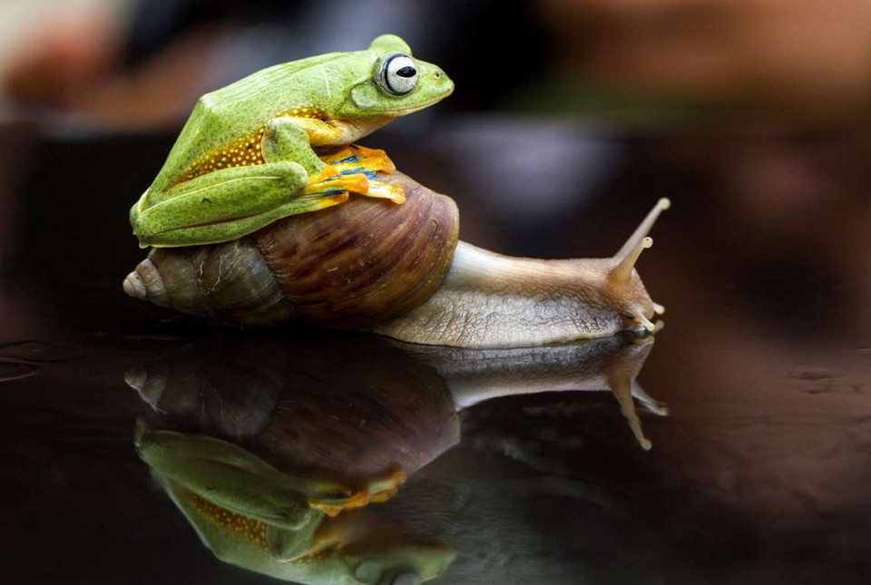 Ếch cưỡi ốc sên ở Sambas, Indonesia. (Nguồn: Rex Features)