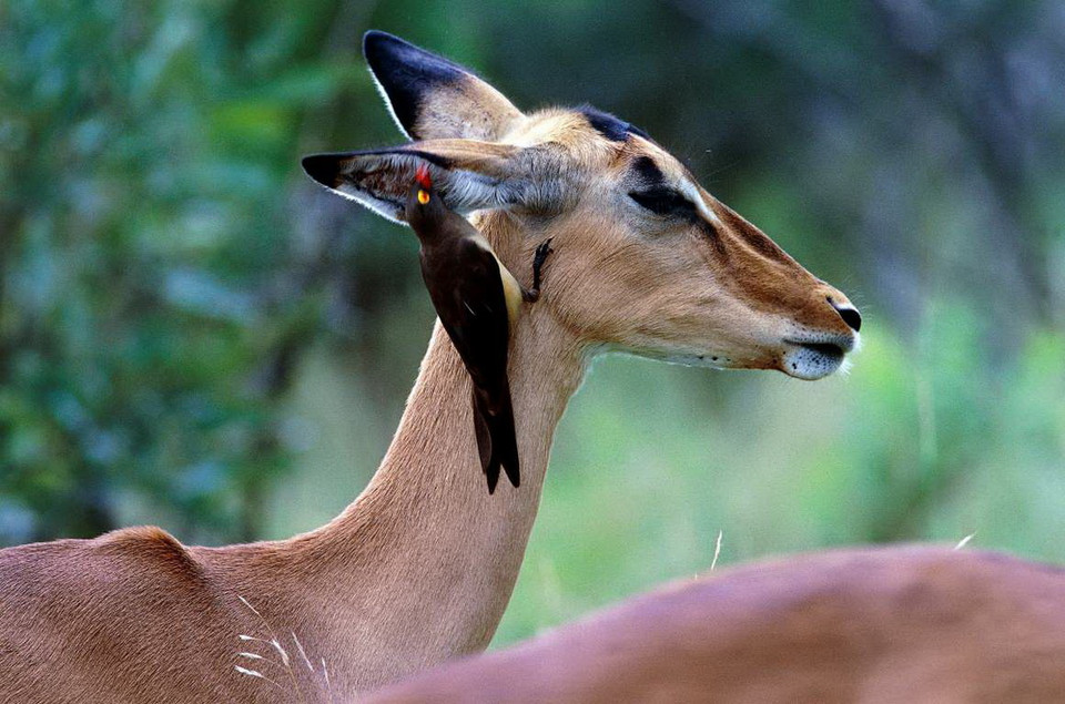 Linh dương châu Phi và chim. (Nguồn: Getty Images)