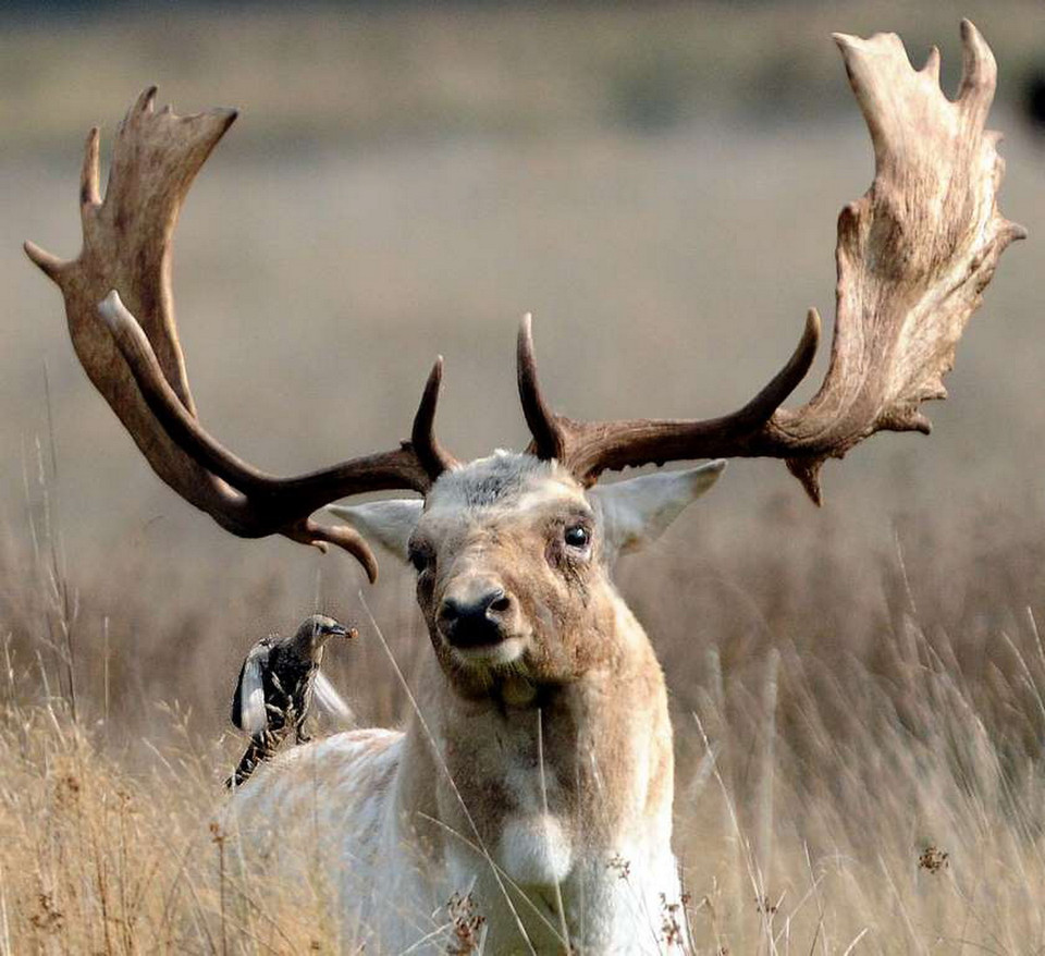Chim và hươu, cảnh tượng trên diễn ra ở công viên Petworth, Sussex, Anh. (Nguồn: Rex Features)
