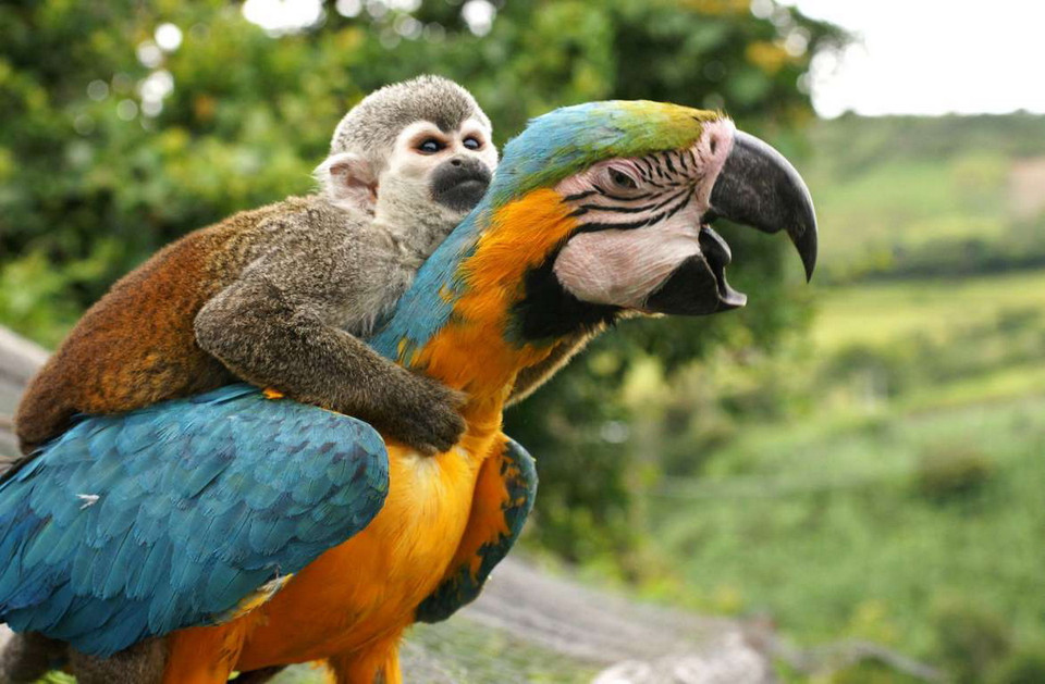 Khỉ bám lấy chú vẹt ở San Agustin, Colombia. (Nguồn: Rex Features)