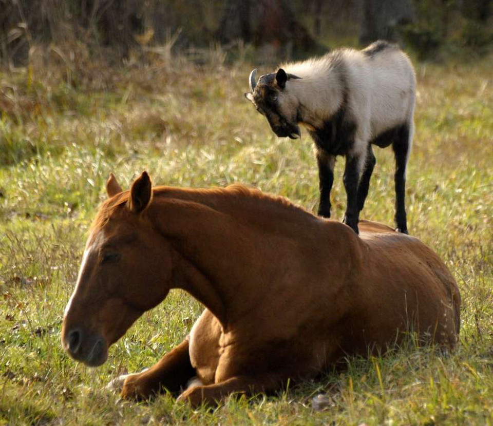 Dê và ngựa. (Nguồn: Rex Features)