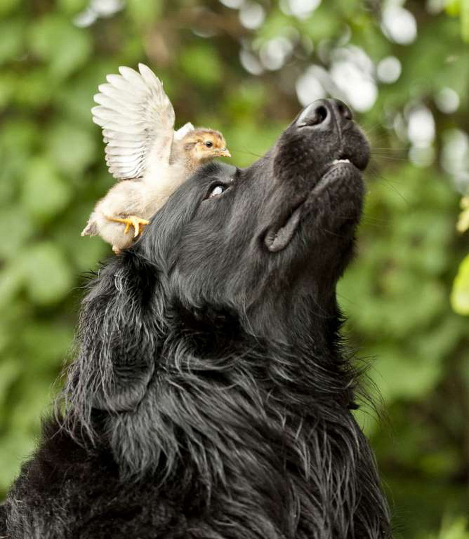 Chó và gà. (Nguồn: Rex Features)