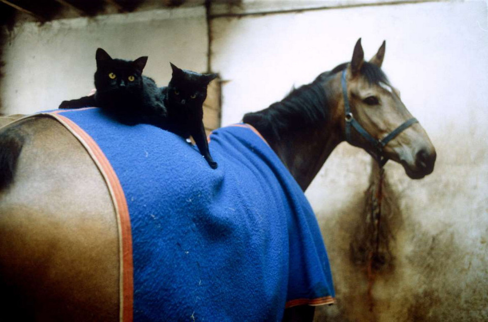 Mèo và ngựa. (Nguồn: Rex Features)